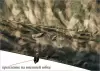 Палатка ЛОТОС 5 Универсал Хаки